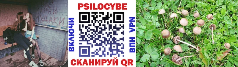 Псилоцибиновые грибы мицелий  Судогда 